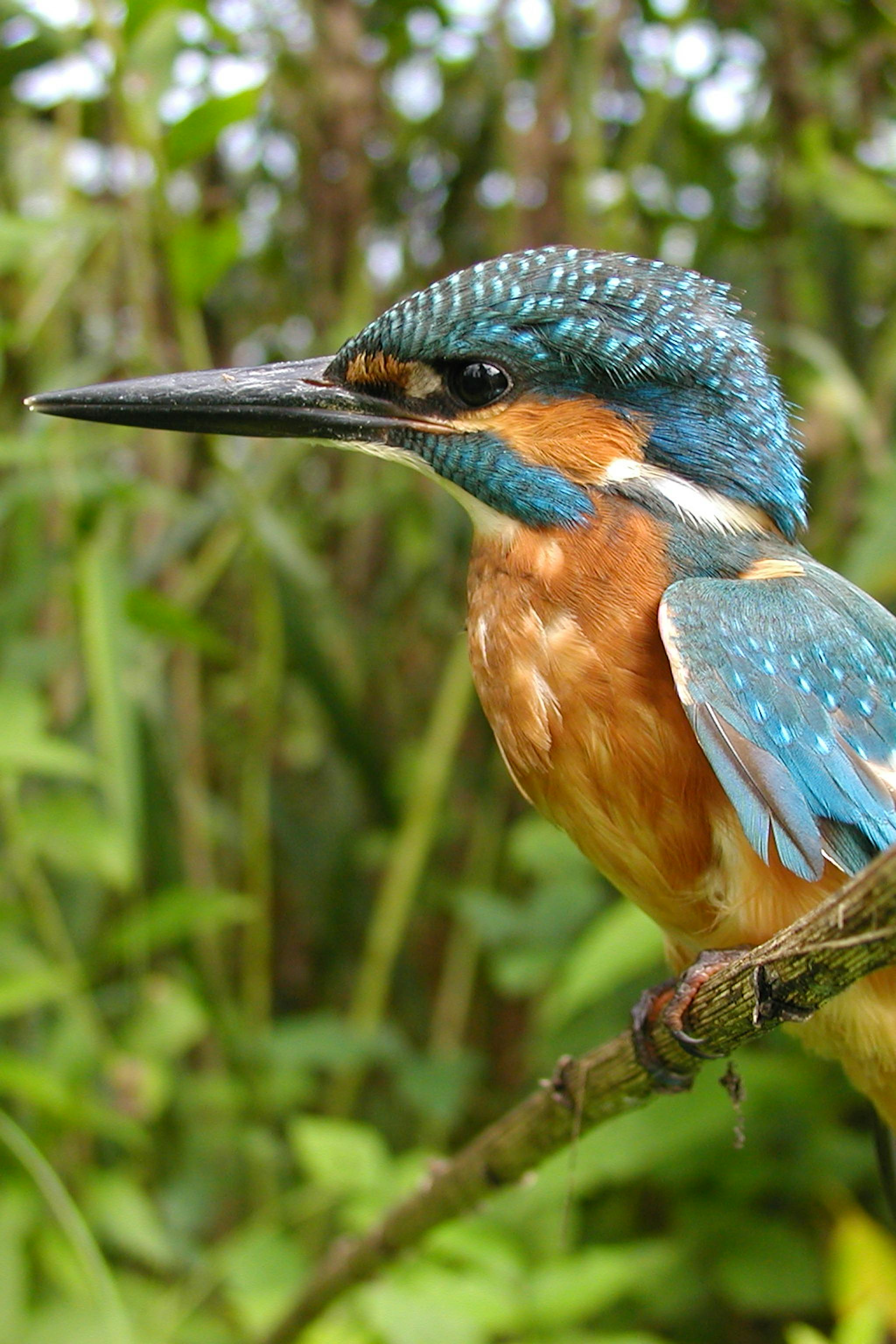 Bird